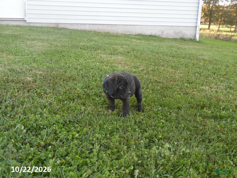 Cane Corso dogs for sale: Ashley - Ad 2