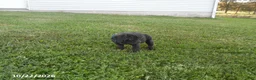 Cane Corso dogs for sale: Ashley - Ad 2