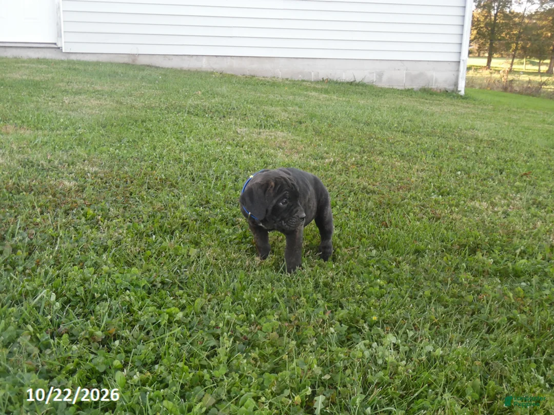 Cane Corso dogs for sale: Ashley - Ad 2