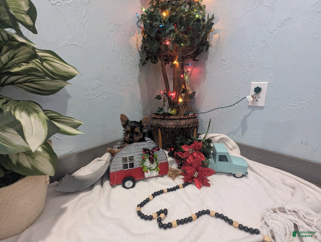 Yorkshire Terrier dogs for sale: Ziva - Ad 8