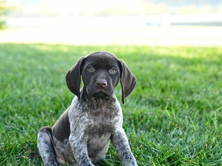 German Shorthaired Pointer dogs - Ad 14