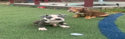 American Pit Bull Terrier dogs for sale: Blue- Banks - Ad 8