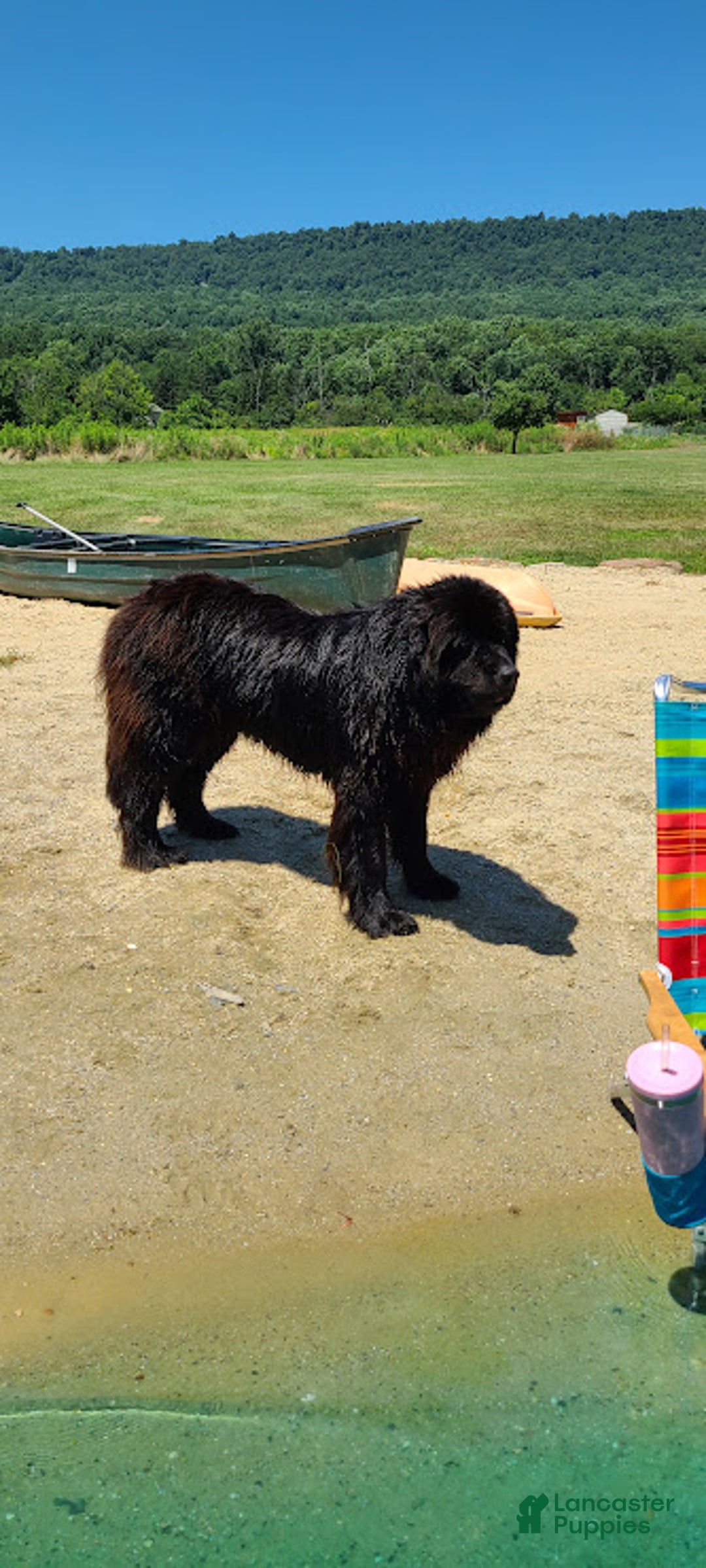 Newfoundland dogs for sale: Isaiah - Ad 3