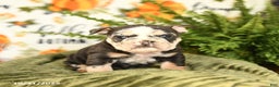 Mixed Breed dogs for sale: Meadow - Ad 3