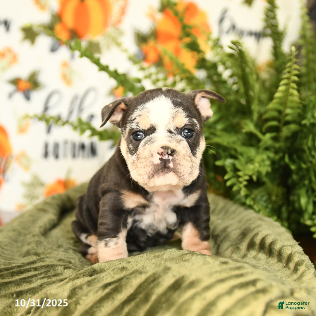 Mixed Breed dogs for sale: Meadow - Ad 3