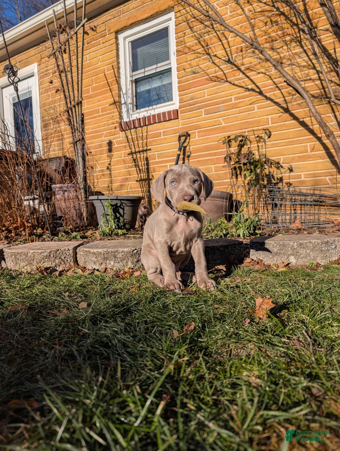 Weimaraner dogs for sale: Beetle - Ad 5