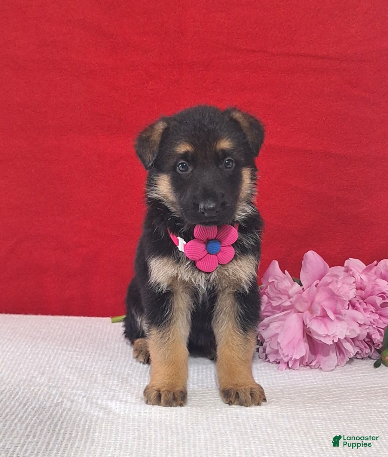 German Shepherd dogs Lotus - Ad 2