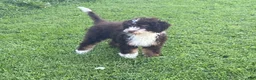 Mini Bernedoodle dogs for sale: Kora - Ad 3