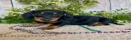 Miniature Dachshund dogs for sale: Fritz - Ad 19