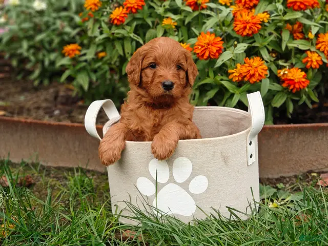 Goldendoodle dogs Chai - Ad 1