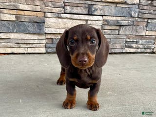 Miniature Dachshund dogs Dean - Ad 11