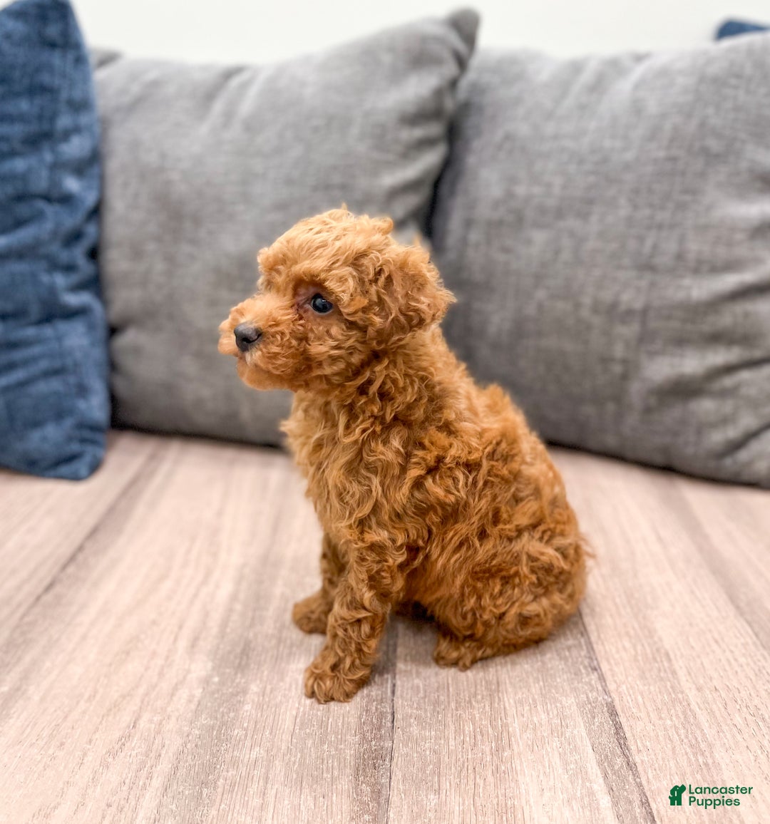 Toy Poodle dogs for sale: Honey - Ad 4