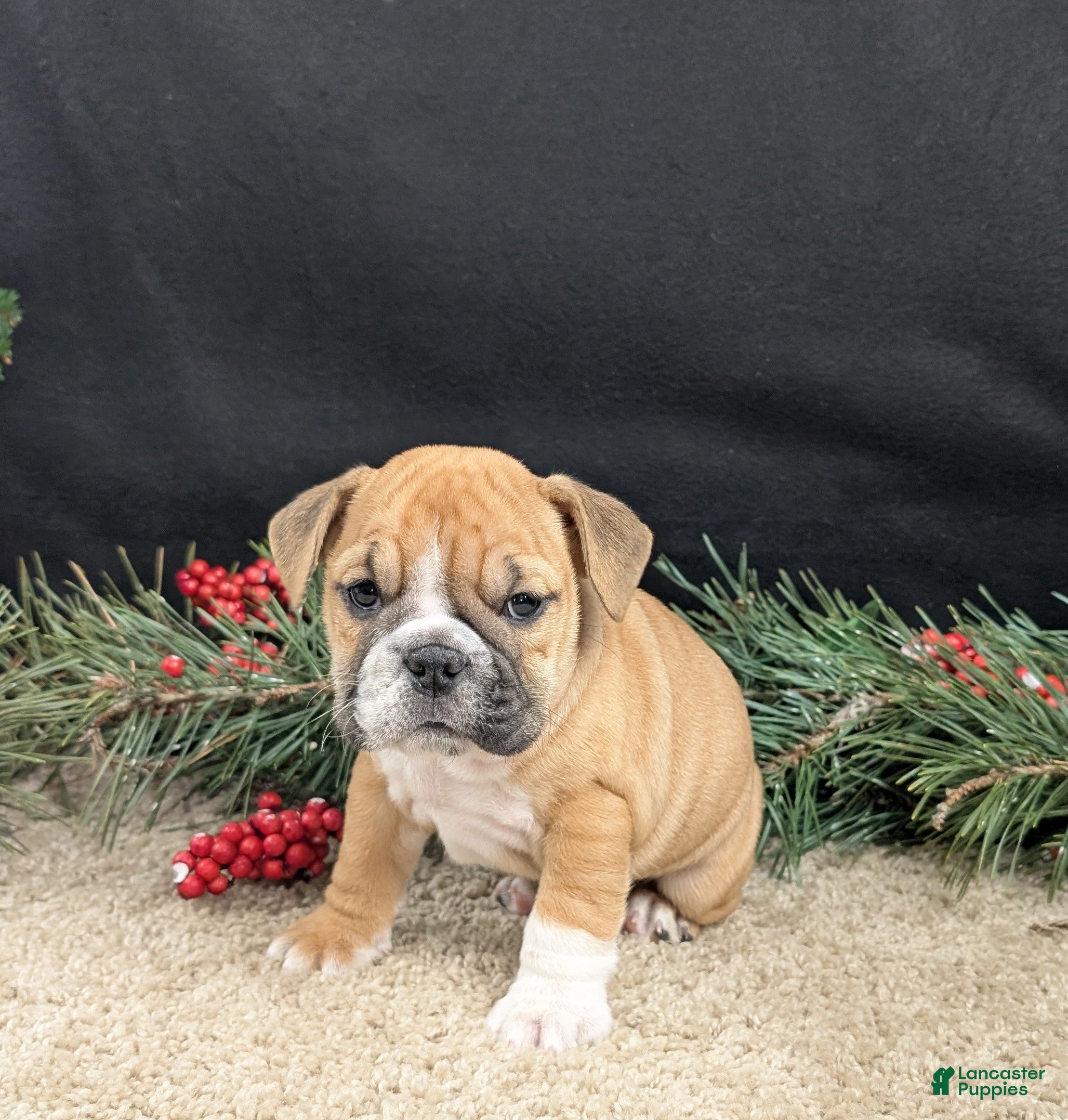 English Bulldog dogs Joy  - Ad 38