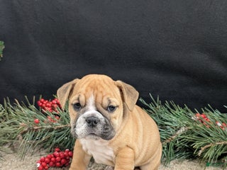 English Bulldog dogs English Bulldog Puppy 4 - Ad 30