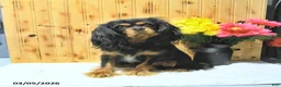 Cavalier King Charles Spaniel dogs for sale: Oliver - Ad 6