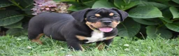 Beabull dogs for sale: Champ - Ad 5
