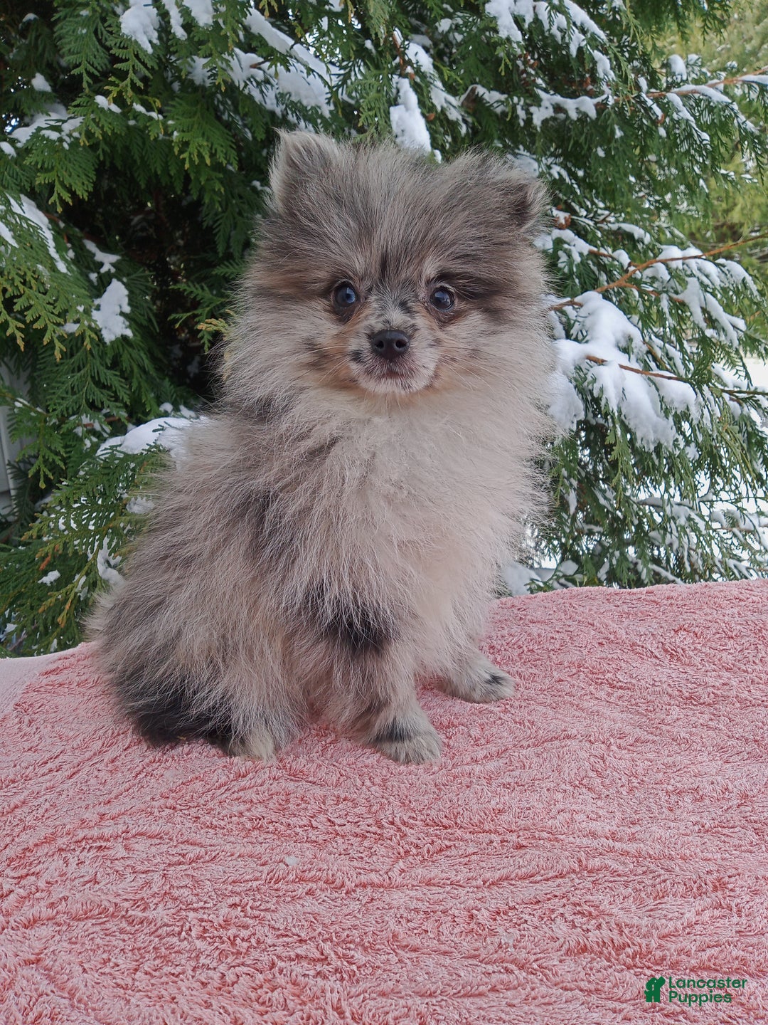 Pomeranian dogs for sale: Sprinkles - Ad 1