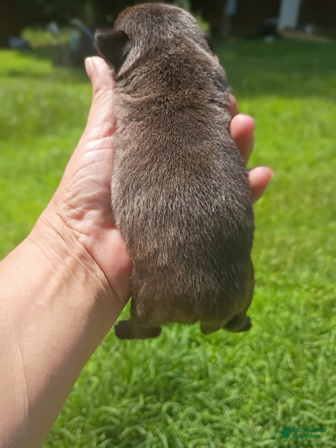 Pug dogs for sale: Megatron  - Ad 2