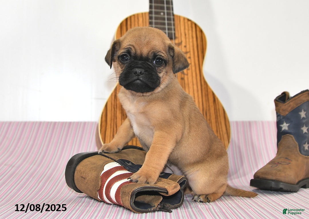 Jug dogs for sale: Adric - Ad 5