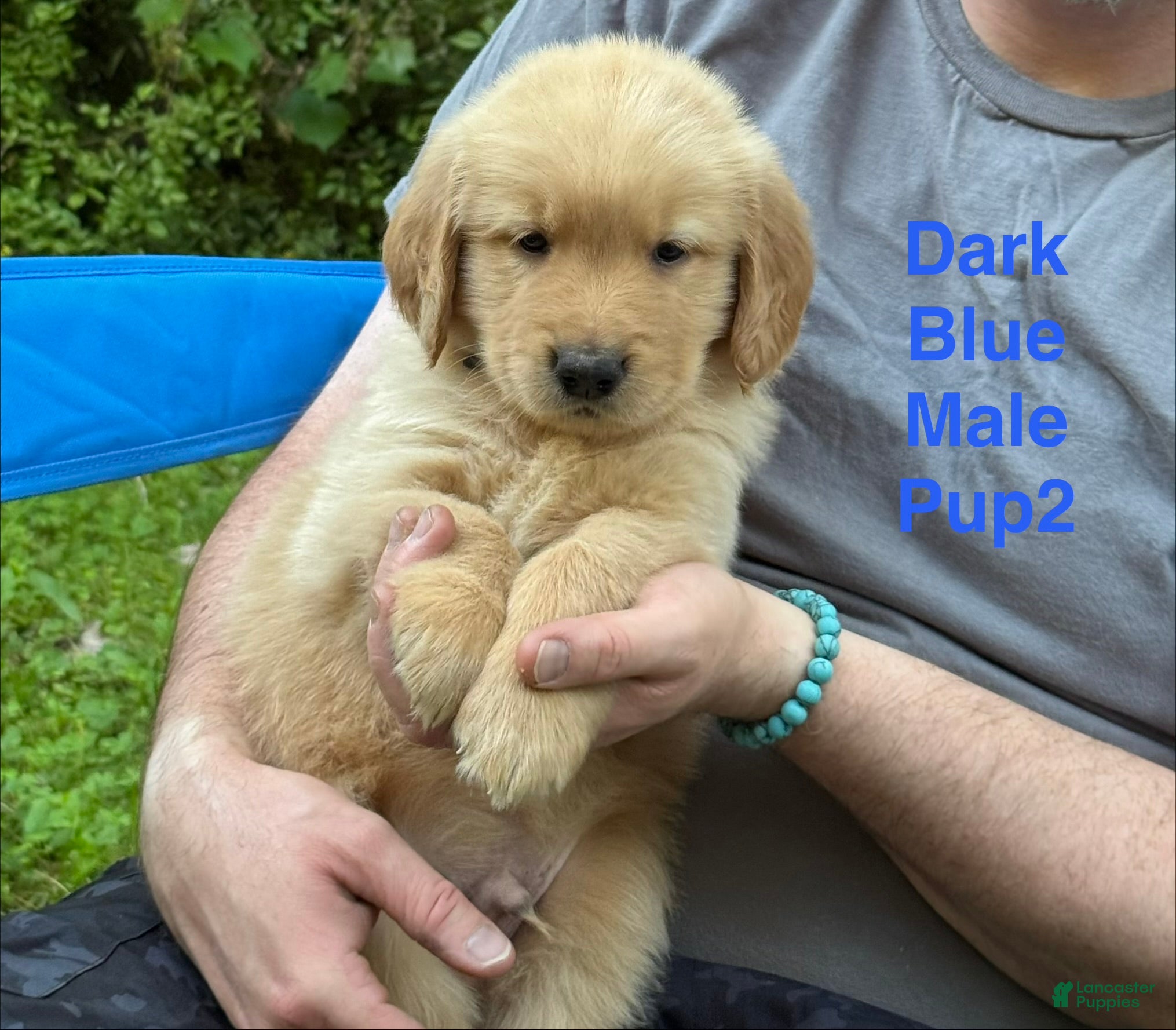Golden Retriever dogs Dark Blue Boy - Ad 1