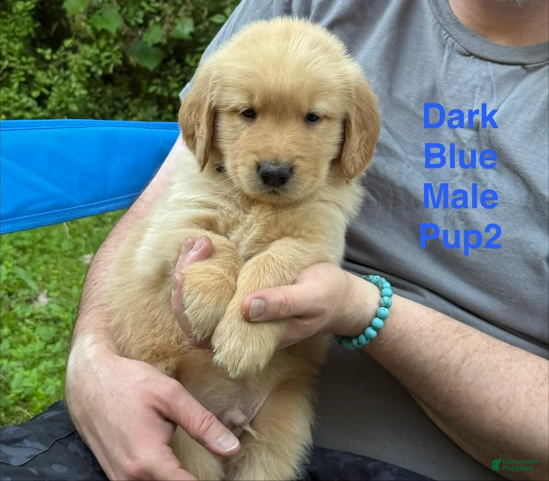 Golden Retriever dogs for sale: Dark Blue Boy - Ad 1