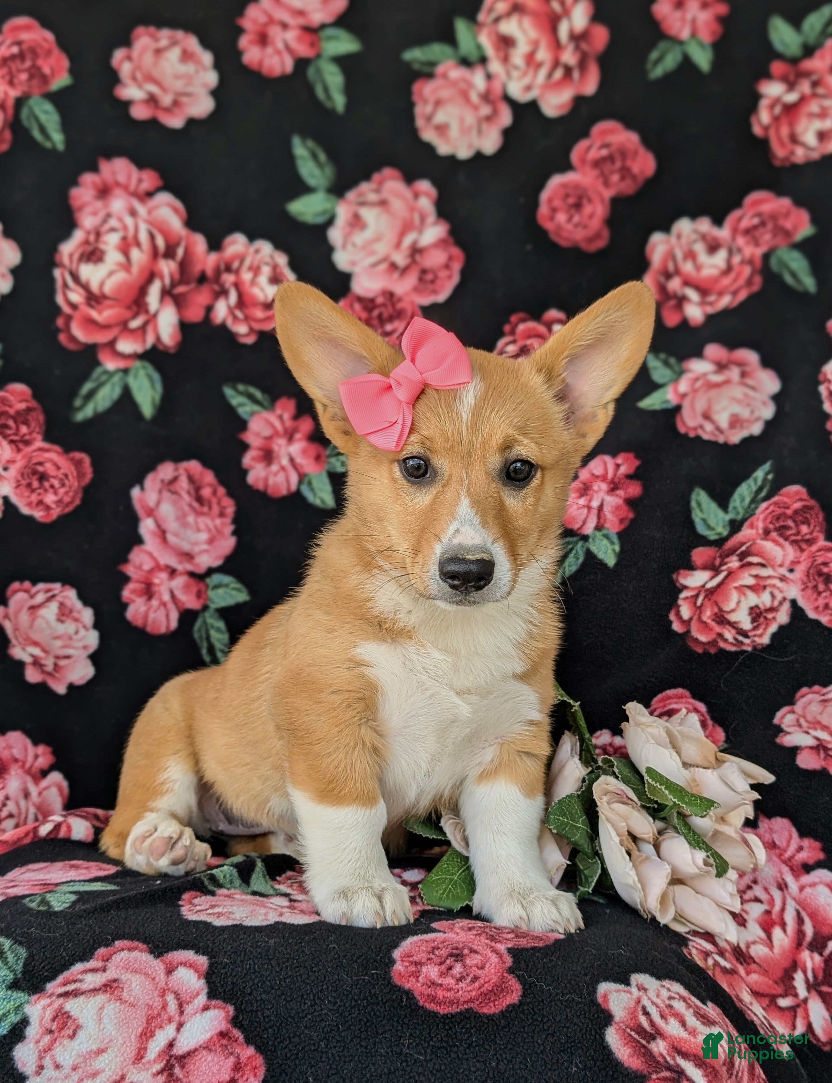 Welsh Corgi Pembroke dogs Matilda AKC Registered - Ad 2