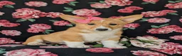 Welsh Corgi Pembroke dogs for sale: Matilda AKC Registered - Ad 2