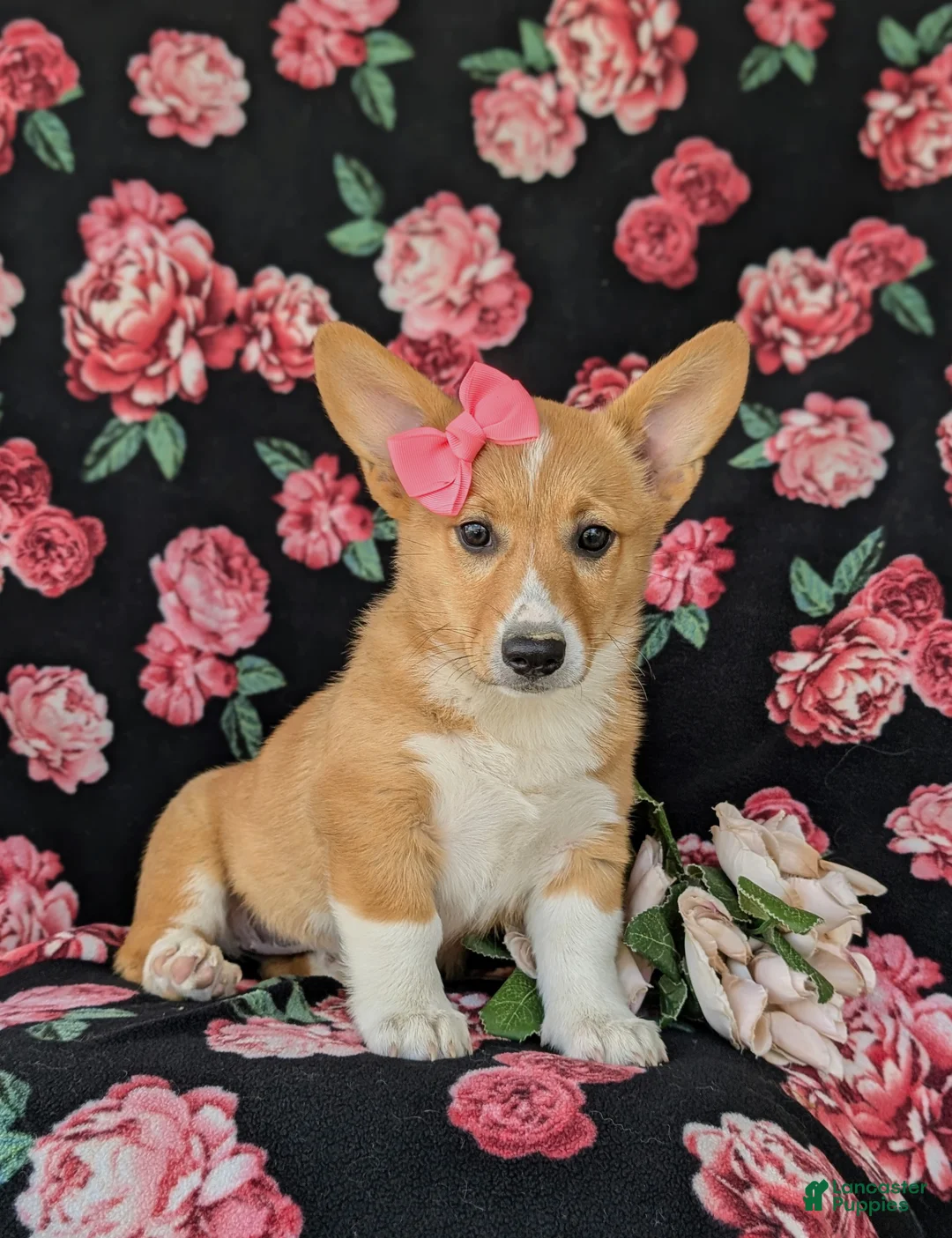 Welsh Corgi Pembroke dogs for sale: Matilda AKC Registered - Ad 2