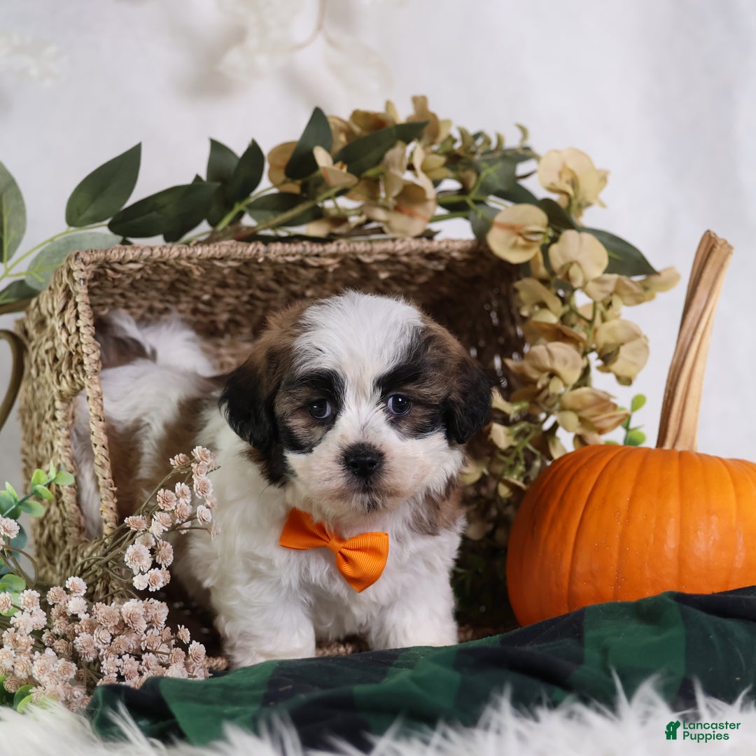 Teddy Bear dogs for sale: Fango - Ad 7