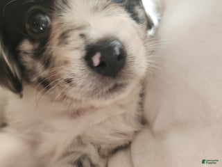 Miniature Australian Shepherd dogs - Ad 8