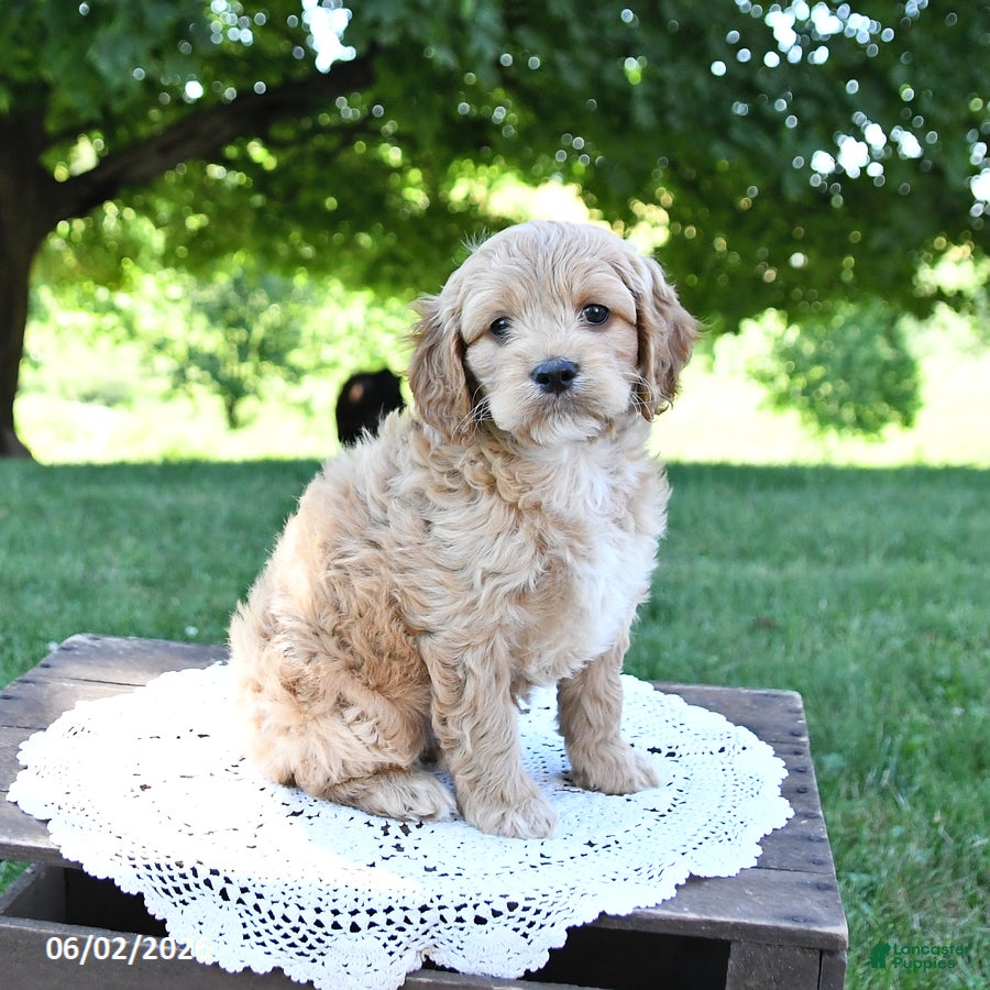 Cockapoo dogs for sale: Skippy - Ad 2