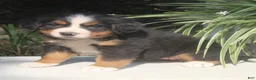 Bernese Mountain Dog dogs for sale: Lexi - Ad 7