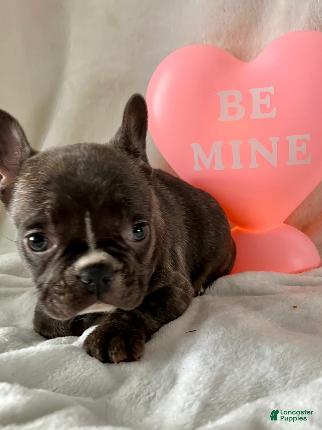 French Bulldog dogs for sale: Pixie - Ad 4