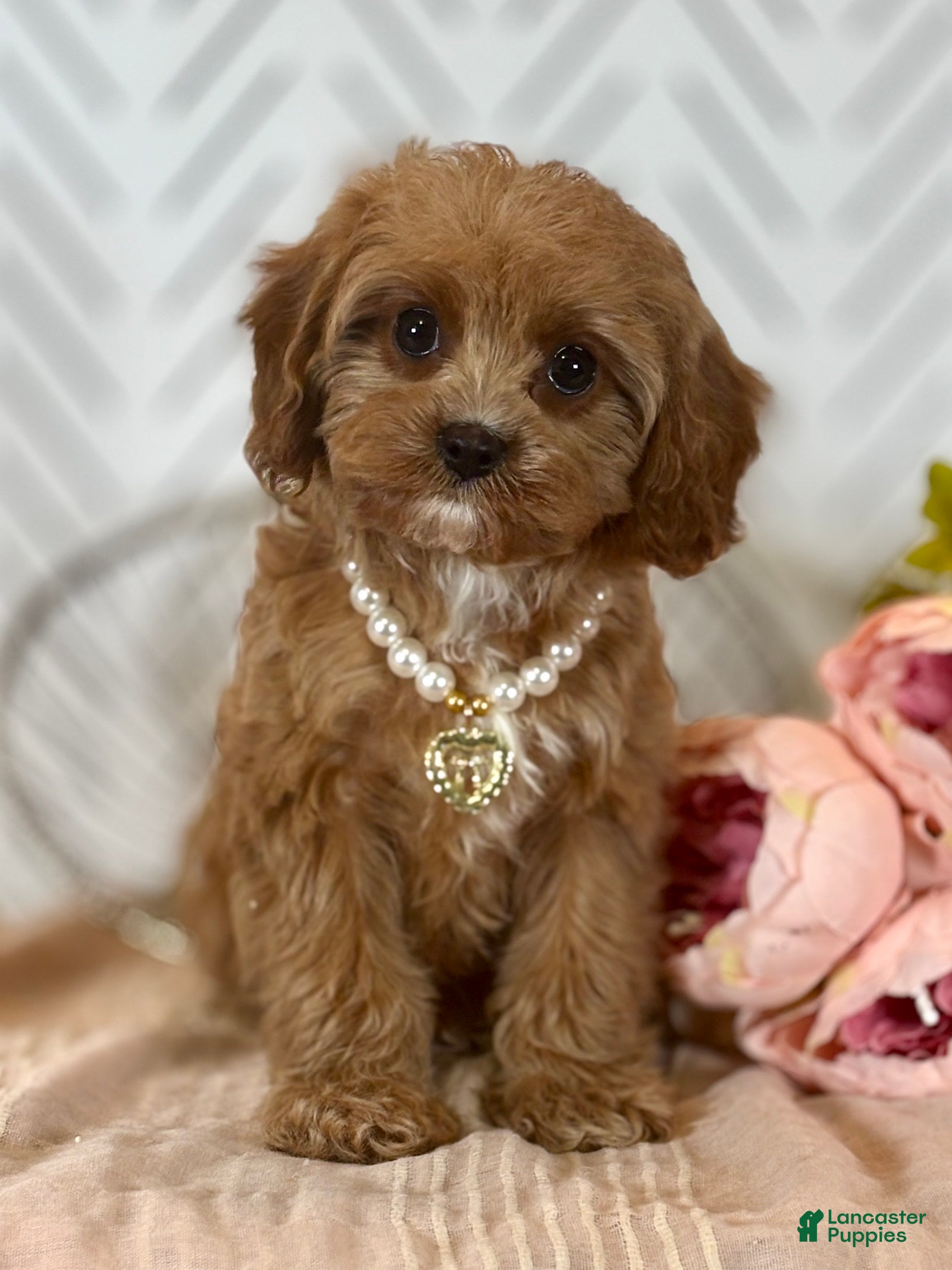 Cavapoo dogs Blossom Cavapoo Puppy  - Ad 1