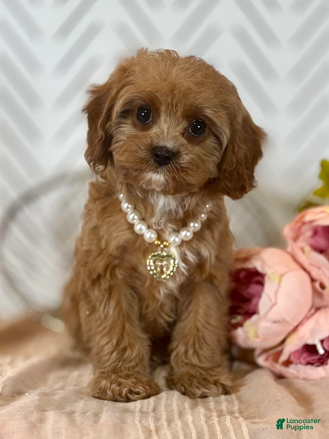 Cavapoo dogs for sale: Blossom Cavapoo Puppy  - Ad 1