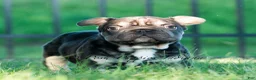 French Bulldog dogs for sale: Hershey Hue - Ad 8