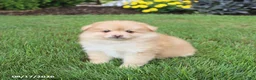 Pomsky dogs for sale: Sully - Ad 5