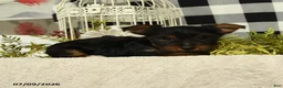 Yorkshire Terrier dogs for sale: Abby - Ad 5