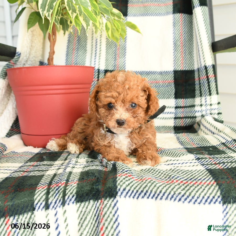 Toy Poodle dogs Raindrop - Ad 2