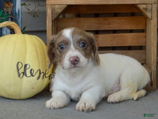 Doxiepoo dogs 🍪 Cookie - Ad 15