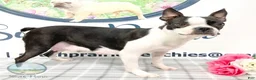 Boston Terrier dogs for sale: Tyler Boston Terrier Puppy  - Ad 4