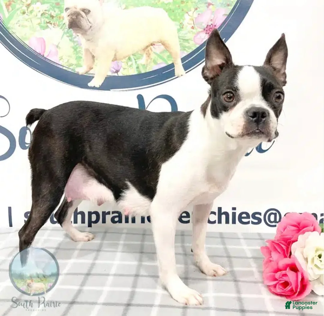 Boston Terrier dogs for sale: Tyler Boston Terrier Puppy  - Ad 4