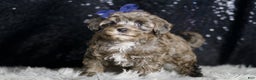 Maltipoo dogs for sale: Prince - Ad 5