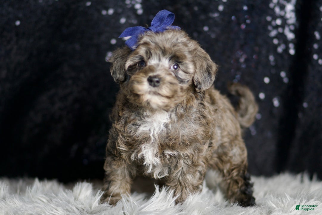 Maltipoo dogs for sale: Prince - Ad 5