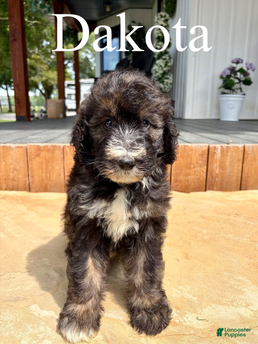 Bernedoodle dogs Dakota - Ad 1