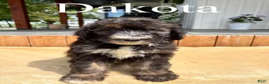 Dakota