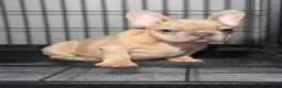 French Bulldog dogs for sale: Fawn Girl  - Ad 5