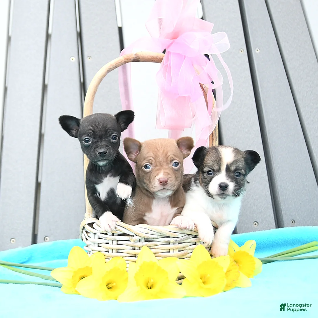 Gallery Image {{count}}