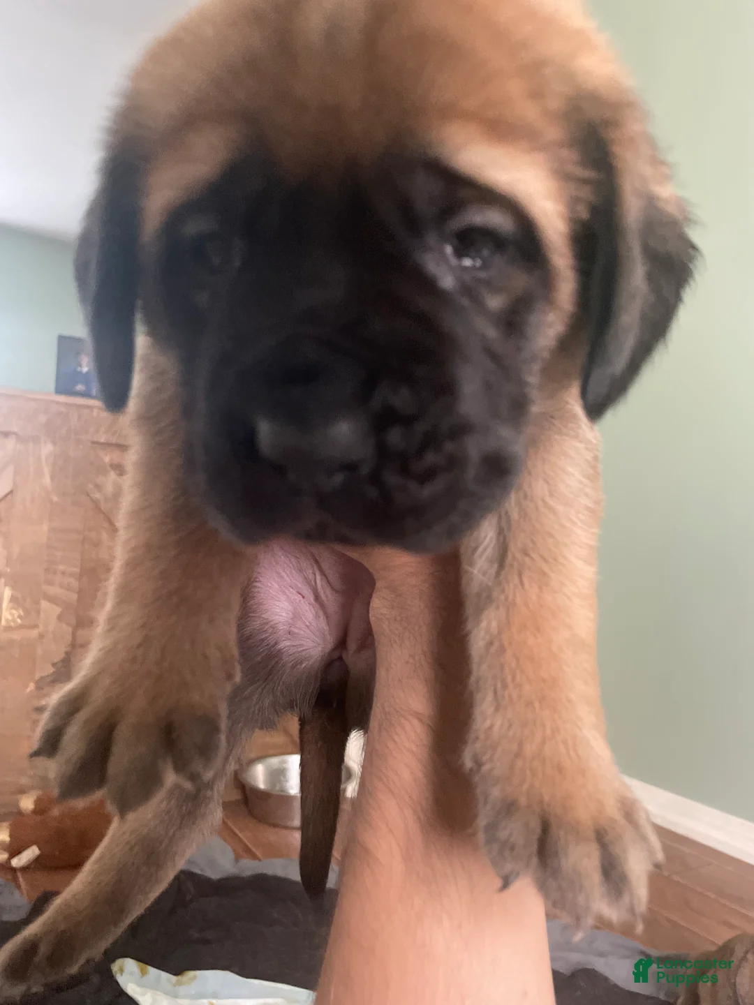 English Mastiff dogs for sale: English Mastiff 5 - Ad 2