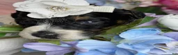 Mixed Breed dogs for sale: Chanele  - Ad 2